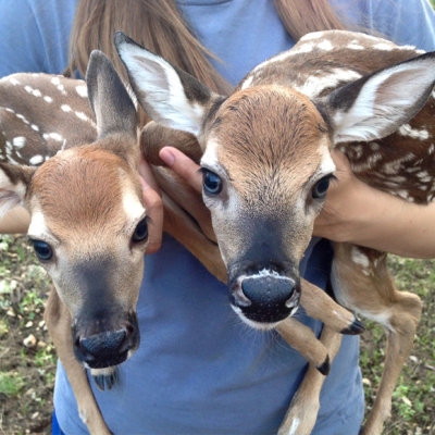 Doe & Fawn Care